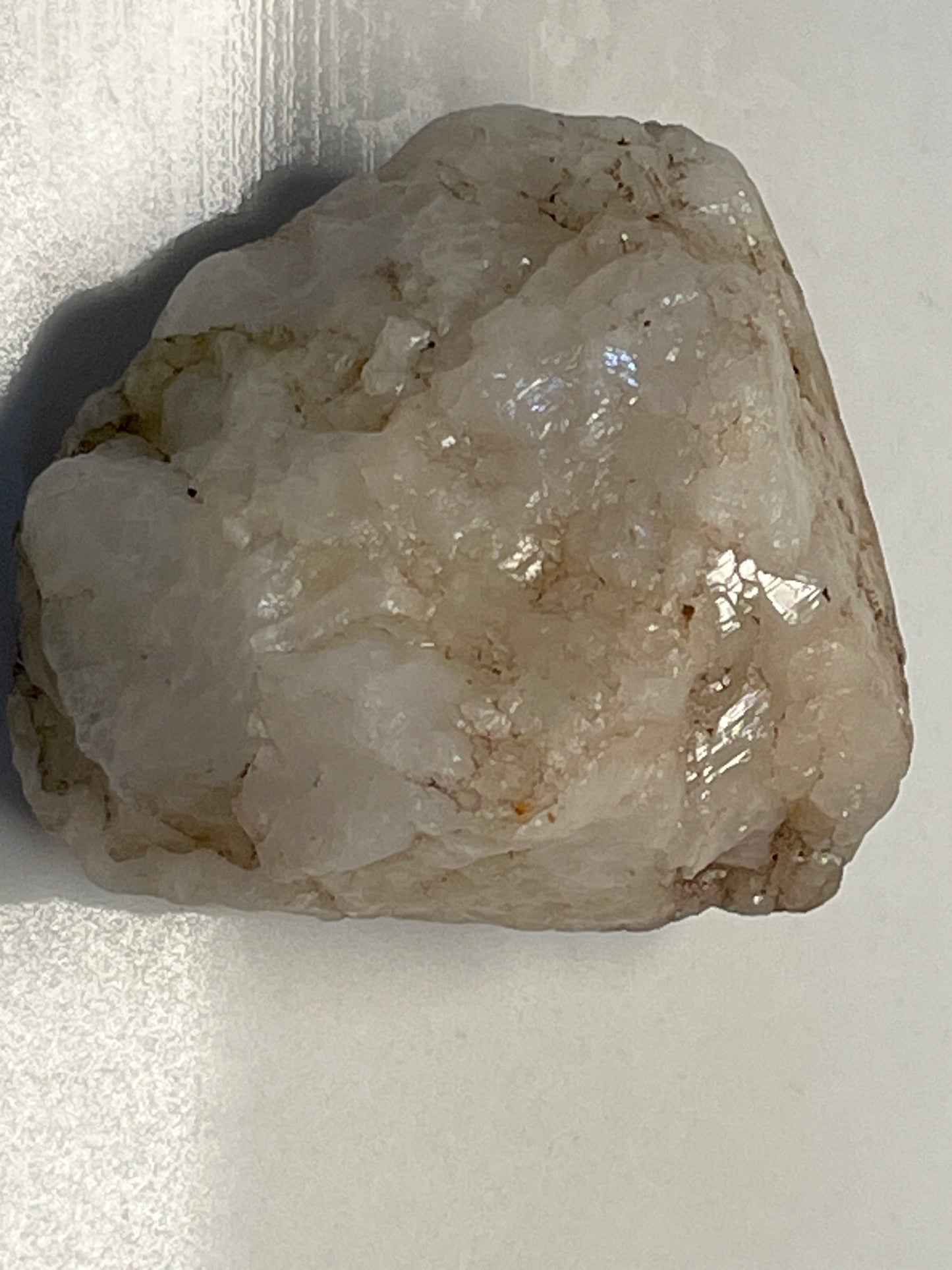 Chalcedony Coral Fossil. Everglades, Florida